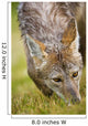 Coyote In Grass Wall Mural