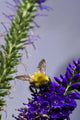 Bee On Purple Flowers Wall Mural