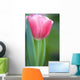 Pink Tulip Wall Mural