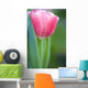 Pink Tulip Wall Mural