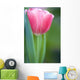 Pink Tulip Wall Mural