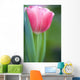 Pink Tulip Wall Mural
