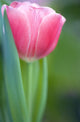 Pink Tulip Wall Mural