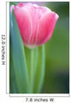 Pink Tulip Wall Mural