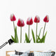 Row Of Pink Tulips On White Background Wall Decal