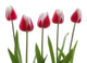 Row Of Pink Tulips On White Background Wall Decal