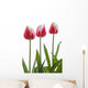 Row Of Pink Tulips On White Background Wall Decal