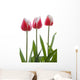 Row Of Pink Tulips On White Background Wall Decal