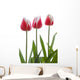 Row Of Pink Tulips On White Background Wall Decal