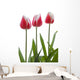 Row Of Pink Tulips On White Background Wall Decal