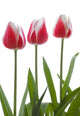 Row Of Pink Tulips On White Background Wall Decal