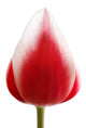 Red Tulip Wall Mural
