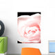 Pink Rose, Close-Up Wall Mural