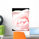 Pink Rose, Close-Up Wall Mural
