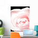 Pink Rose, Close-Up Wall Mural