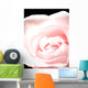 Pink Rose, Close-Up Wall Mural