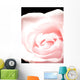 Pink Rose, Close-Up Wall Mural
