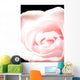 Pink Rose, Close-Up Wall Mural