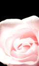 Pink Rose, Close-Up Wall Mural