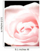 Pink Rose, Close-Up Wall Mural