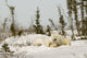 Polar Bear With Cub In Snow Wall Mural