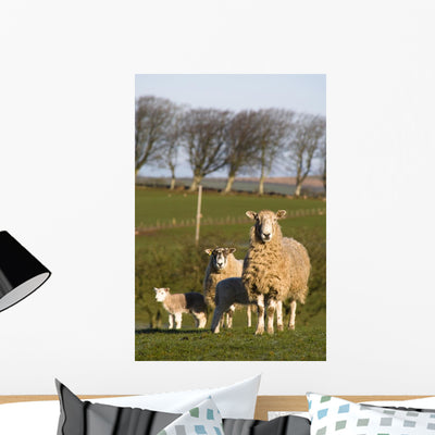 Sheep Lake District Cumbria Wall Mural shown on a wall