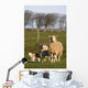 Sheep, Lake District, Cumbria, England, Europe Wall Mural