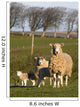 Sheep, Lake District, Cumbria, England, Europe Wall Mural
