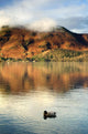Duck On Lake, Lake District, Cumbria, England, United Kingdom Wall Mural