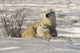 Polar Bear With Cub, Watchee, Churchill, Canada Wall Mural