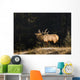Elk In Forest, Banff National Park, Alberta, Canada Wall Mural