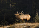 Elk In Forest, Banff National Park, Alberta, Canada Wall Mural