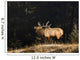 Elk In Forest, Banff National Park, Alberta, Canada Wall Mural
