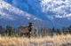 Elk In Forest, Banff National Park, Alberta, Canada Wall Mural