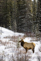 Elk In Winter Forest, Banff National Park, Alberta, Canada Wall Mural