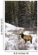 Elk In Winter Forest, Banff National Park, Alberta, Canada Wall Mural