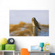 Short-Eared Owl, Alberta, Canada Wall Mural