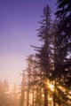 Sun Shining Through Trees Wall Mural