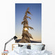 Sunlight Through Snow-Covered Tree Wall Mural