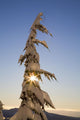 Sunlight Through Snow-Covered Tree Wall Mural