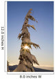 Sunlight Through Snow-Covered Tree Wall Mural