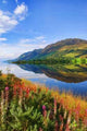 Capture Vibrant Nature Landscape Wall Decal