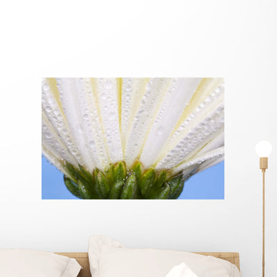 White Flower Head with Wall Mural shown on a wall