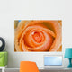 Orange Rose With Dew Wall Mural