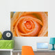 Orange Rose With Dew Wall Mural
