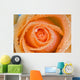 Orange Rose With Dew Wall Mural