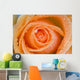 Orange Rose With Dew Wall Mural