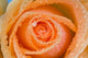 Orange Rose With Dew Wall Mural