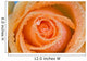 Orange Rose With Dew Wall Mural