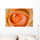 Orange Rose Wall Mural